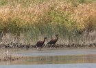 FBL13387 : zwarte ibis